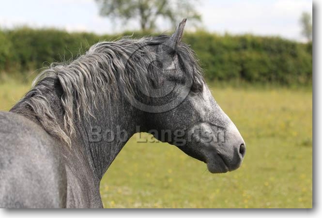 Chub, Wallach, Connemara Pony, Amateur A21C5561ConnemaraColt-AtlanticHazyMatch-ButtermilkFarm,UK