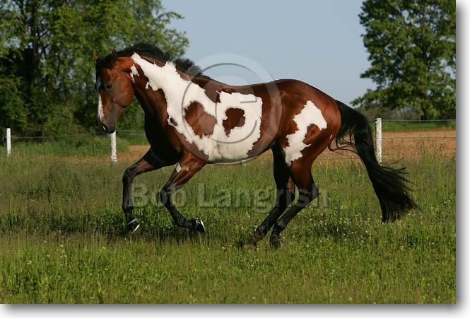 Sunny Days in the Summer, Stute, Paint Pony, Anfänger MD3P8330Paint,OveroMarkings