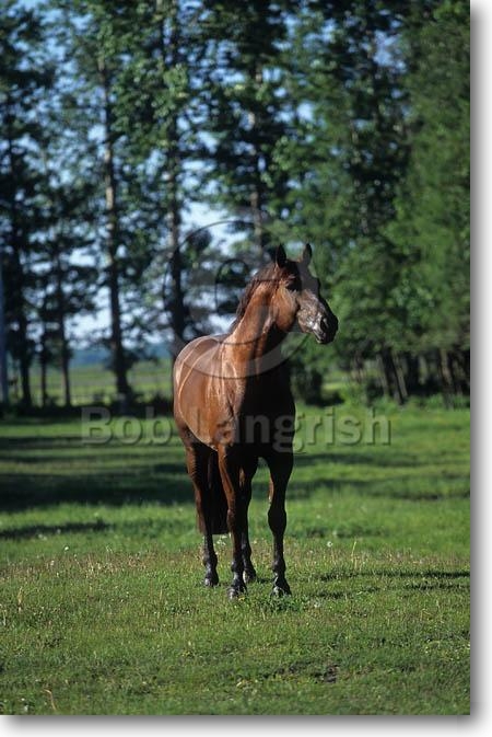 Rolling in the deep Pic210TrakehnerStallion-ZeusMV-Meadowview,AB