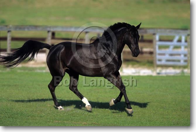 Pferde von Lian Lockwood Pic46Trakehner-Caroline-SuncatcherSportHorses,FL,MD
