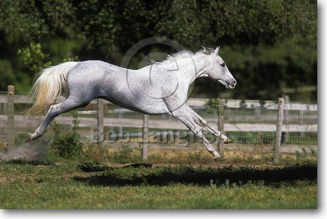 Pferde von Catherina Black Pic84ThoroughbredStallionLeaping-Manahawkin-FollyLaneFarm,FL